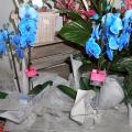 Orchidée Phalaenopsis teinté bleue